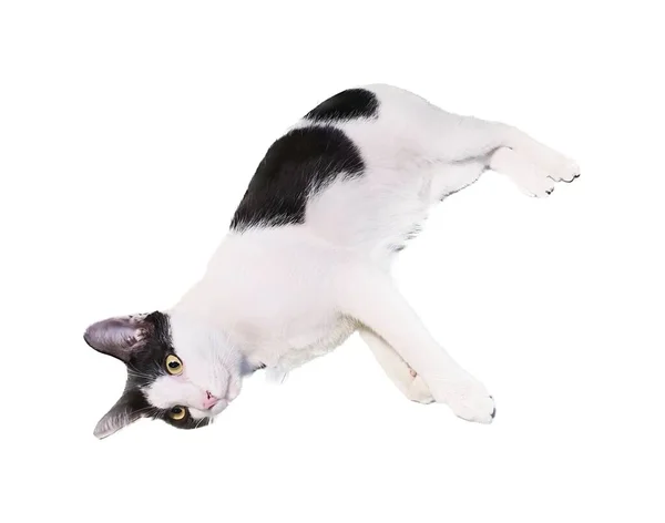 Una Fotografía Gato Está Acostado Sobre Espalda Sobre Una Superficie — Foto de Stock