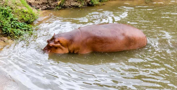 Eine Fotografie Eines Flusspferdes Einem Fluss Mit Einem Felsen Hintergrund — Stockfoto