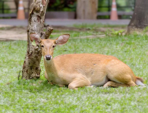 一只鹿躺在一棵树旁的草地上的照片 有一只鹿躺在草地上 — 图库照片