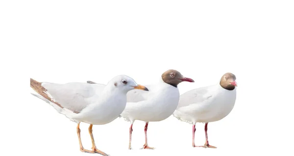 Photography Three Seagulls Standing Next Each Other Three White Birds — Stock Photo, Image