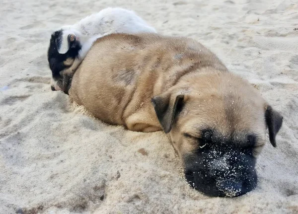 Uma Fotografia Cão Deitado Areia Uma Praia Pequeno Cão Deitado — Fotografia de Stock