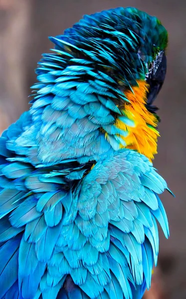 Fotografia Niebiesko Żółtej Papugi Odwróconą Głową Niebiesko Żółta Papuga Żółtym — Zdjęcie stockowe