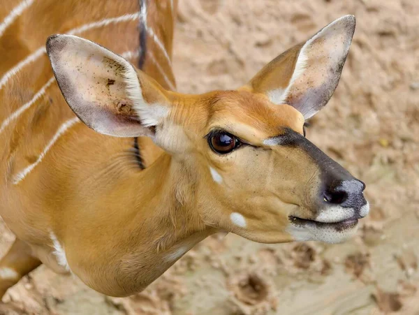 Fotografie Zblízka Jelena Velmi Velkým Uchem Zde Zblízka Malá Antilopa — Stock fotografie
