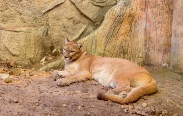 動物園の地面に寝そべっている猫の写真土の中には大きな猫がいて — ストック写真