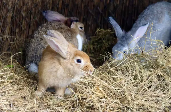 わらぶき屋根の土地で干し草を食べる2羽のウサギの写真 一緒に干し草の中に座っている2羽のウサギ — ストック写真