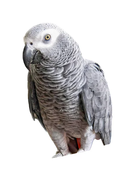 一只白色背景的鹦鹉的照片 有一只灰色的大鹦鹉站在栖木上 — 图库照片