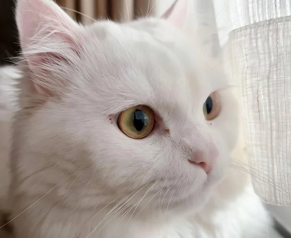 Uma Fotografia Gato Branco Olhando Para Fora Uma Janela Gato — Fotografia de Stock
