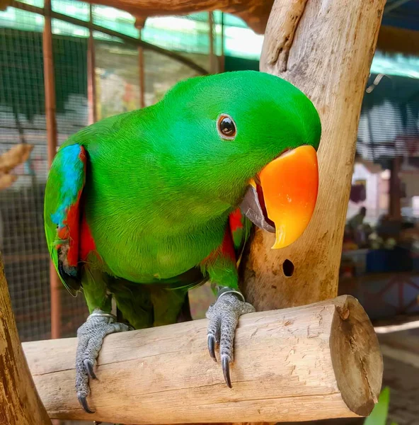 Fotografie Papouška Sedícího Větvi Otevřenými Ústy Větvi Sedí Zelený Papoušek — Stock fotografie