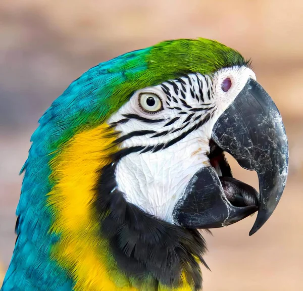 Фотография Попугая Зеленой Желтой Головой Попугая Синим Желтым Лицом Зеленым — стоковое фото