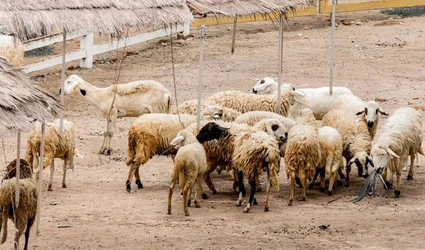 Eine Fotografie Einer Schafherde Die Auf Einem Feldweg Steht Gibt — Stockfoto