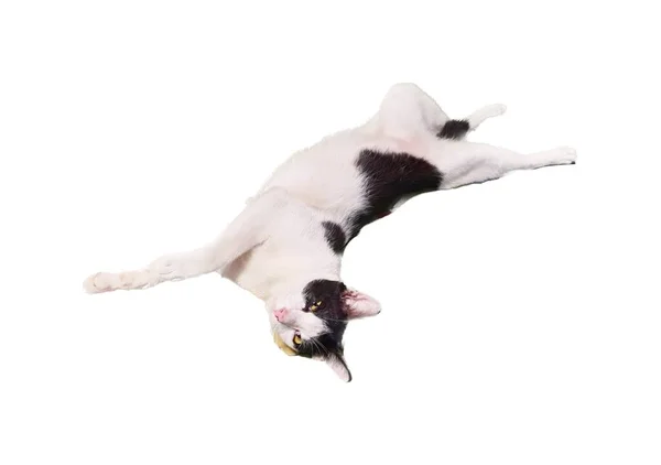 การถ ายภาพของแมวนอนอย บนหล งของม แมวท งนอนลงบนหล งของม — ภาพถ่ายสต็อก