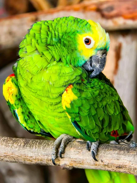 Фотография Зеленого Попугая Сидящего Ветке Зеленого Попугая Сидящего Ветке Желтым — стоковое фото