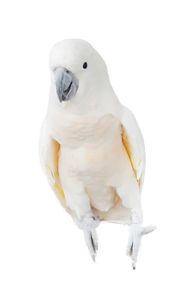 黄色いくちばしのついた白い鳥の写真枝に黄色いくちばしのついた白い鳥が座っています — ストック写真