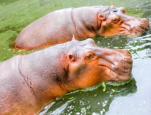 Photography Two Hippos Water Mouths Open Two Hippos Swimming Water — Stock Photo, Image