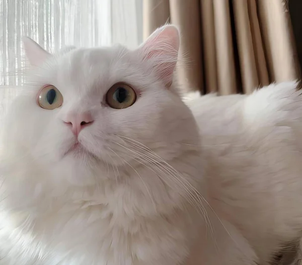 一只白色的猫躺在床上看着摄像机 有一只白色的猫躺在窗边 — 图库照片