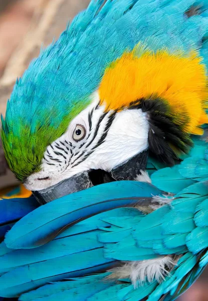 Egy Színes Papagáj Fényképe Melynek Feje Tollakon Nyugszik Kék Sárga — Stock Fotó