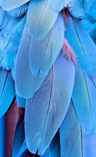 Фотография Крупным Планом Перьев Голубой Птицы Крупным Планом Перьев Голубой — стоковое фото