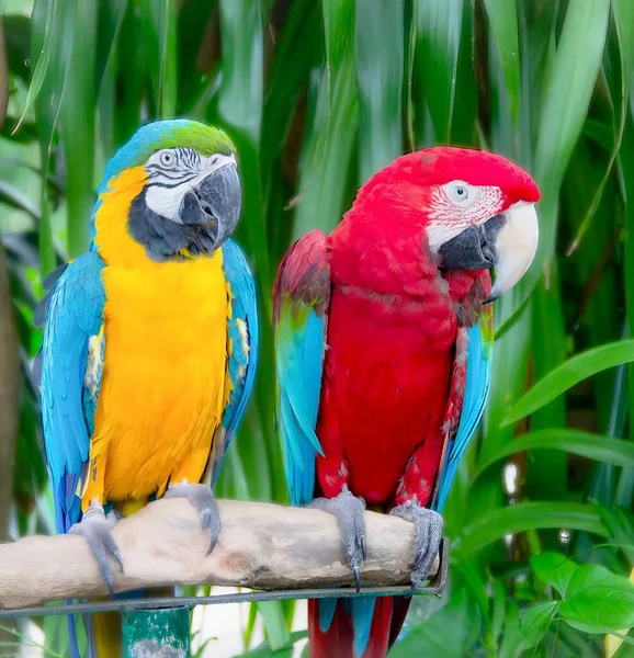 Фотография Двух Разноцветных Попугаев Сидящих Ветке Тропической Обстановке Два Попугая — стоковое фото