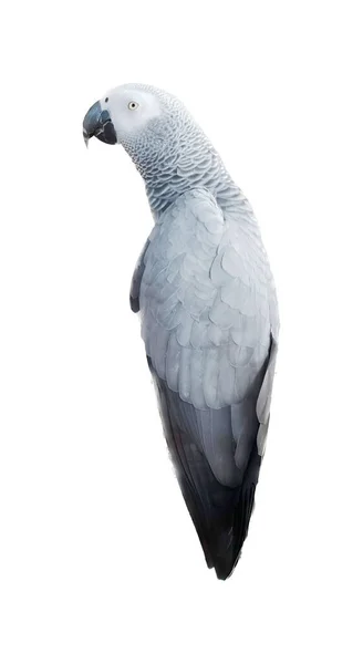 Fotografia Papugi Siedzącej Gałęzi Odwróconą Głową Gałęzi Stoi Duży Ptak — Zdjęcie stockowe