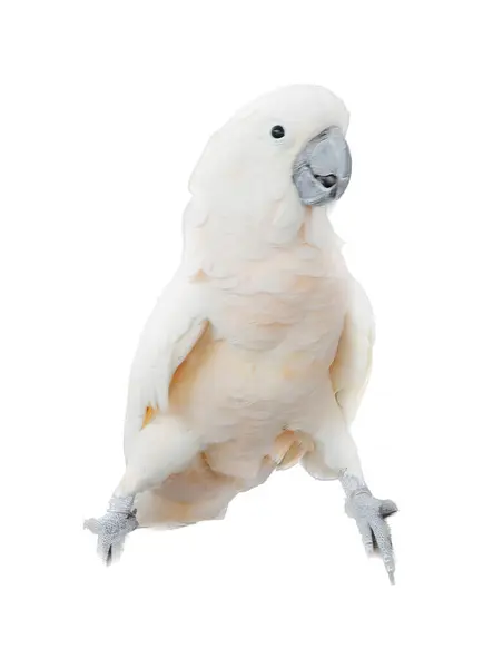 一只白色的鸟 有蓝色的嘴和白色的身体 有一只白色的鸟 有蓝色的嘴 栖息在栖木上 — 图库照片