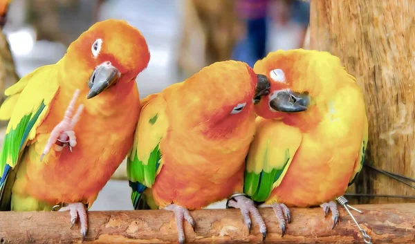 Eine Fotografie Von Drei Gelben Und Grünen Vögeln Auf Einem — Stockfoto