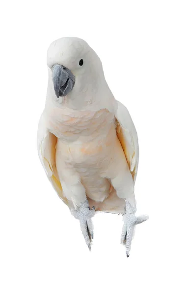 Een Foto Van Een Witte Vogel Met Een Gele Snavel — Stockfoto