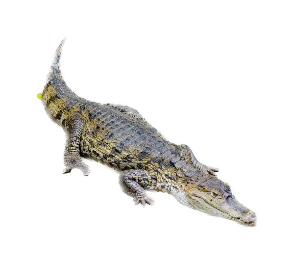 Ett Fotografi Krokodil Visas Vattnet Det Finns Stor Alligator Som — Stockfoto