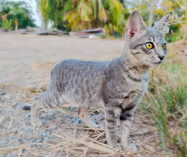 畑の近くの未舗装の道路に立っている猫の写真土に立っている猫がいます — ストック写真