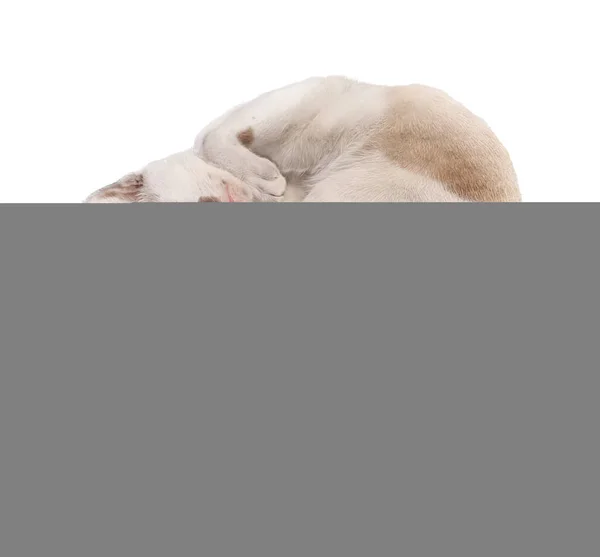 Photography Cat Curled Its Back White Surface Cat Curled Sleeping — Stock Photo, Image