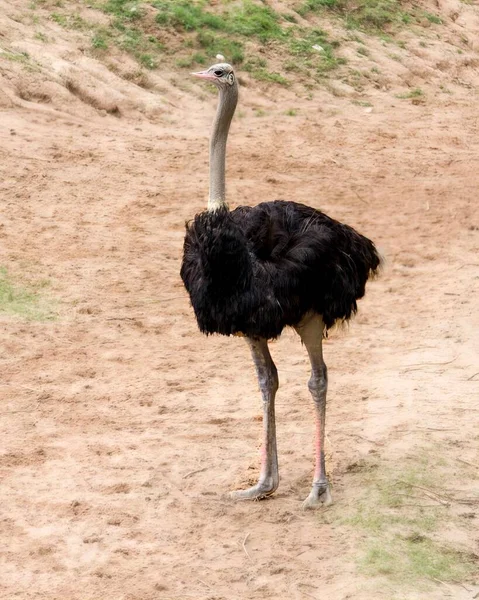 Photography Ostrich Standing Dirt Road Large Bird Standing Dirt Field — Stock Photo, Image