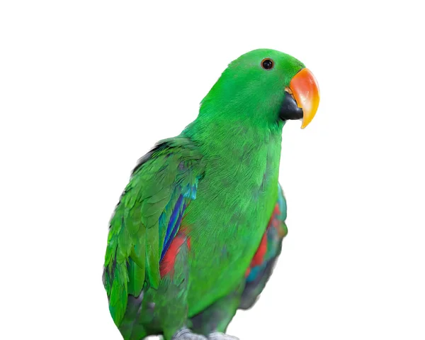 Фотография Зеленого Попугая Сидящего Окуни Зеленого Попугая Сидящего Окуни Белым — стоковое фото