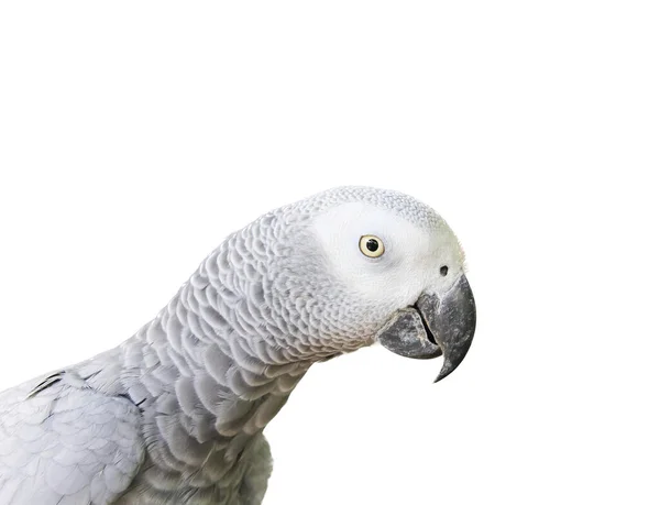 一只白头灰身鹦鹉的照片 白色的表面上站着一只灰色的大鹦鹉 — 图库照片