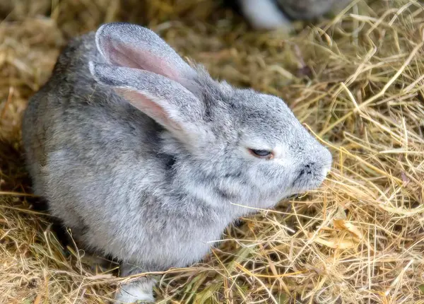 Una Fotografía Conejo Sentado Heno Con Fondo Borroso Hay Pequeño —  Fotos de Stock