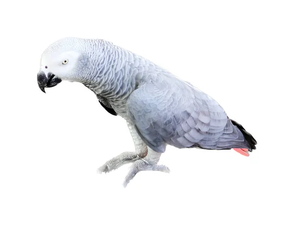 Eine Fotografie Eines Papageis Der Mit Gedrehtem Kopf Auf Einem — Stockfoto