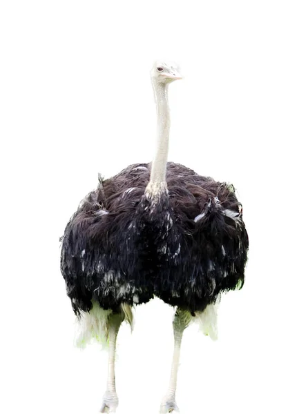 Una Fotografia Uno Struzzo Piedi Una Superficie Bianca Grande Uccello — Foto Stock