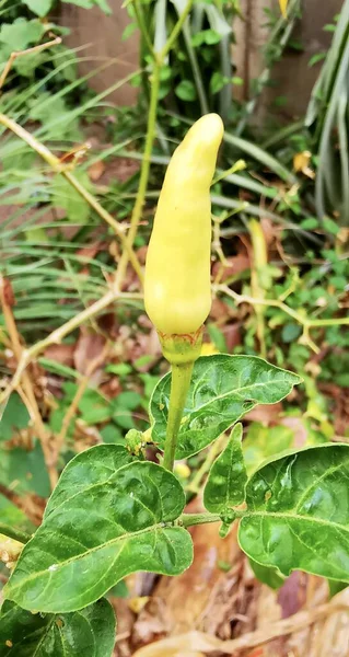 一张黄胡椒植物的照片 它的叶子是绿色的 背景是棕色的 中间有一株黄胡椒植物 茎是绿色的 — 图库照片