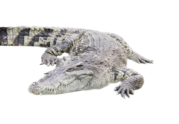 Fotografia Dużego Aligatora Leżącego Białej Powierzchni Znajduje Się Duży Aligator — Zdjęcie stockowe