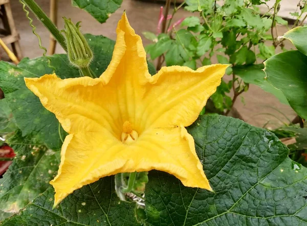 Bahçede Yetişen Sarı Bir Çiçeğin Fotoğrafı Bahçede Yetişen Sarı Bir — Stok fotoğraf