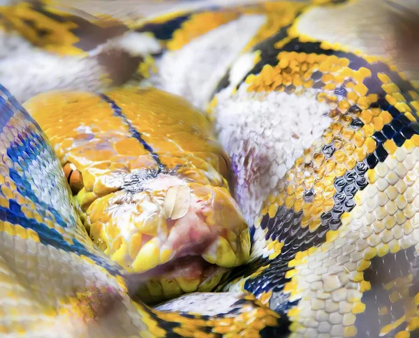 Egy Fotó Egy Kígyó Csomagolva Műanyag Fólia Szája Nyitott Közelkép — Stock Fotó
