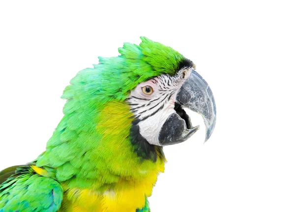 Fotografia Papagaio Com Penas Verdes Amarelas Papagaio Verde Amarelo Com — Fotografia de Stock