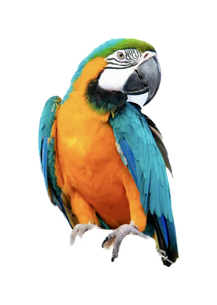 Ett Fotografi Färgglad Papegoja Som Sitter Gren Blå Och Gul Stockbild