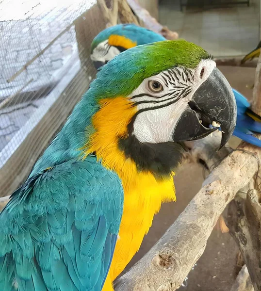 Kafesteki Bir Dalda Oturan Iki Papağanın Fotoğrafı Papağan Bir Dalda — Stok fotoğraf