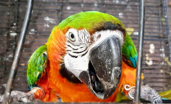 Yeşil Turuncu Tüylü Bir Papağanın Fotoğrafı Kafeste Oturan Bir Papağan — Stok fotoğraf