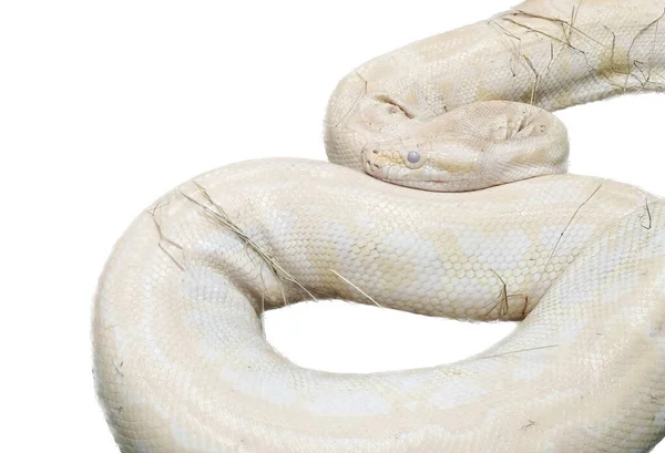 一条蛇蜷缩在白色背景上的照片 有一条蛇蜷缩在白色背景上 — 图库照片