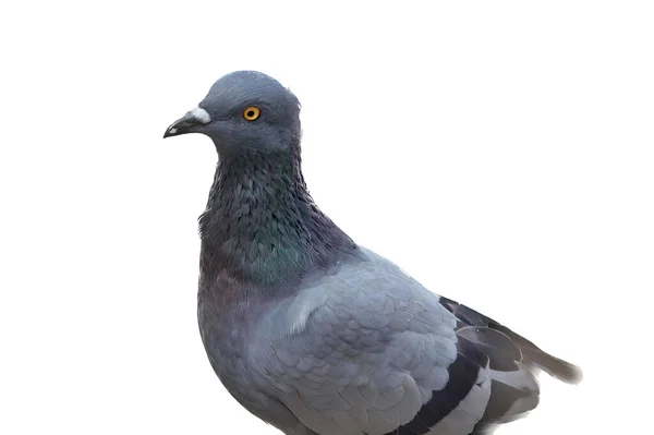 Eine Fotografie Einer Taube Die Auf Einem Sims Mit Weißem — Stockfoto