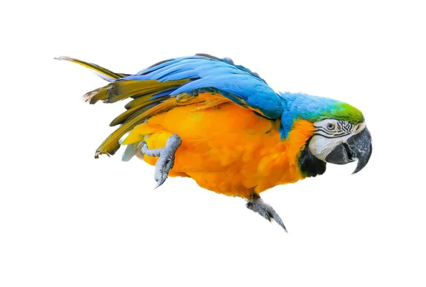 Фотография Разноцветного Попугая Летящего Воздухе Голубого Желтого Попугая Раскинутыми Крыльями — стоковое фото