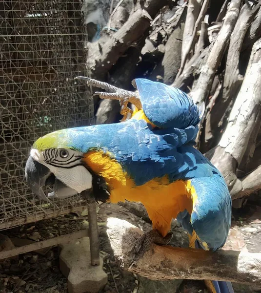 Фотографія Синьо Жовтого Папуги Гілці Гілці Сидить Синьо Жовтий Папуга — стокове фото