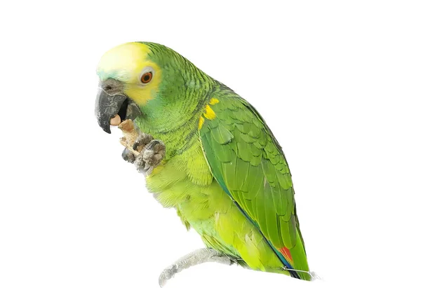 一只绿色鹦鹉的照片 它的嘴是黄色的 背景是白色的 一只绿色的鹦鹉坐在树枝上 背景是白色的 — 图库照片