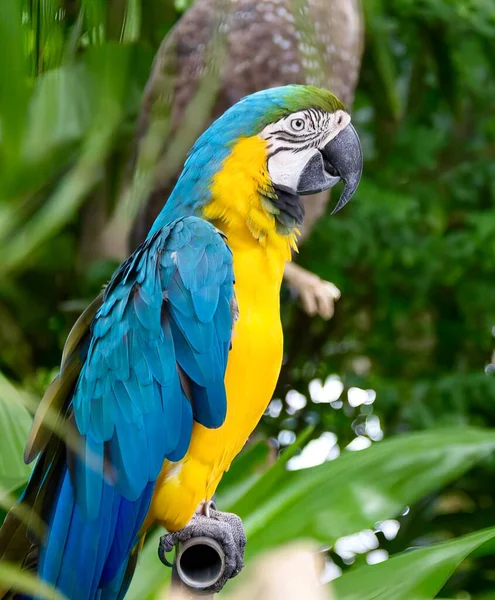 Fotografia Papugi Siedzącej Gałęzi Drzewie Tam Jest Niebiesko Żółta Papuga — Zdjęcie stockowe