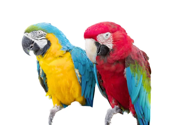 Фотография Двух Красочных Попугаев Стоящих Рядом Друг Другом Два Красочных — стоковое фото